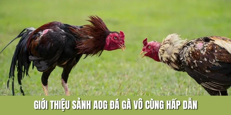 Giới thiệu sảnh AOG đá gà vô cùng hấp dẫn