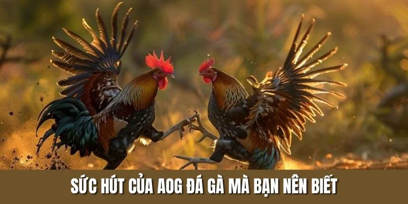 Sức hút của AOG đá gà mà bạn nên biết