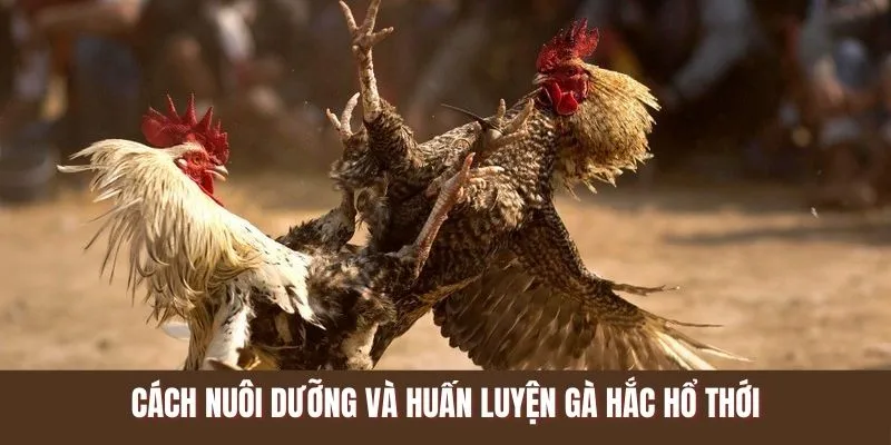 Cách nuôi dưỡng và huấn luyện gà hắc hổ thới bài bản cùng U888