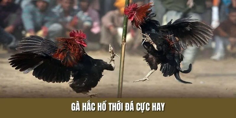 Kê hắc hổ thới đá cực hay được nhiều chuyên gia công nhận