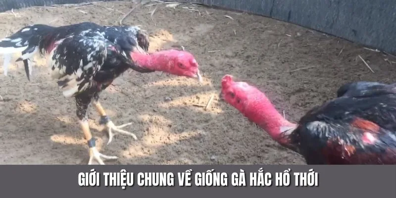 Giới thiệu chung về giống gà hắc hổ thới