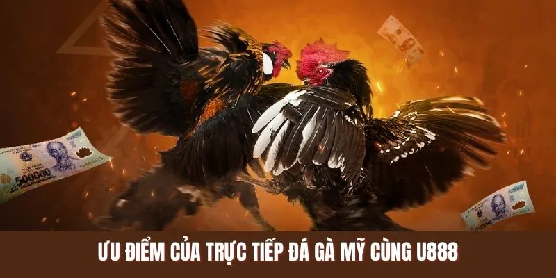 Ưu điểm nổi bật của đá gà Mỹ trực tiếp cùng U888
